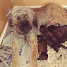 Trudy - Bouvier des Flandres