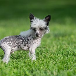 Chinese Crested Puppies from Qilin Chinese Crested