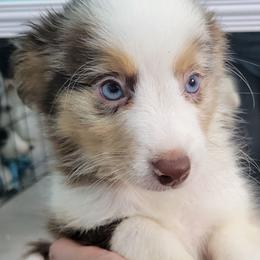 SUPERMAN RMM - Red merle male Toy Australian Shepherd puppy in Norwood, Missouri from Looney Farm’s Toy & Mini Aussies