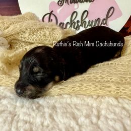 Girl five - Black and cream female Dachshund puppy in Lakeland, Florida from Ruthie’s Rich Mini Dachshunds
