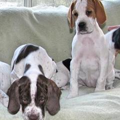 German Shorthaired Pointers and Pointers from Paladen Pointers & German Shorthaired Pointers