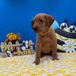 Yellow - Yellow female Labrador Retriever puppy in Heath Springs, South Carolina from Rich Hill Retrievers