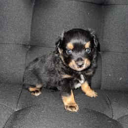 Rocky - Black tri male Miniature Australian Shepherd puppy in Liberty, Mississippi from Liberty Oaks Aussies and Dachshunds