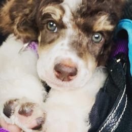 Bernedoodles, Dachshunds, and Poodles from Chocolate Pet Connection