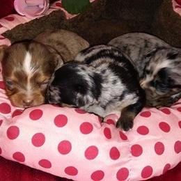 Chihuahua Puppies from Chilove Chihuahuas