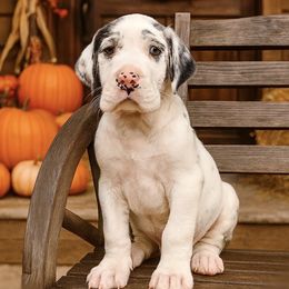 Puppy 1 - Harlequin male Great Dane puppy in Ocala, Florida from Oak Haven Great Danes