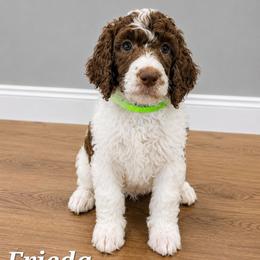Frieda - Parti female Poodle puppy in Dover, Delaware from Dogtastic Poodles