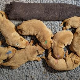 Green dot - Yellow male Labrador Retriever puppy in Farmingdale, New Jersey from Familyraised Labradors
