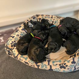 Kerry Blue Terrier Puppies from Costerra Kerry Blue Terriers