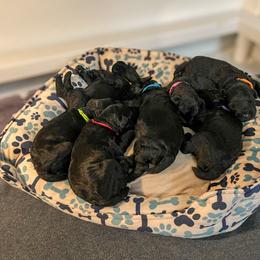 Kerry Blue Terrier Puppies from Costerra Kerry Blue Terriers