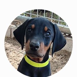 Y. Uncle Sam - Black and rust male Doberman Pinscher puppy in Valley View, Texas from Daystar Dobermans