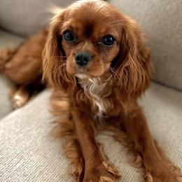 Lily - Cavalier King Charles Spaniel