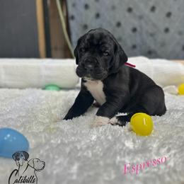 Espresso - Black and white female Great Dane puppy in Liberty, New York from Catskills Greatest Danes