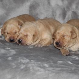 Girl 2 - Yellow female Labrador Retriever puppy in Four Oaks, North Carolina from TLC Retrievers