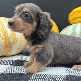 Daphne - Blue and tan female Dachshund puppy in Corona, California from ChezBeale