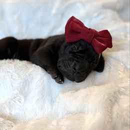 Winifred - Black female Great Dane puppy in Westland, Michigan from Lazuli Great Danes