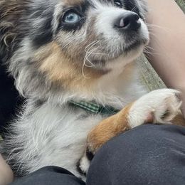 Miniature Australian Shepherd and Toy Australian Shepherd Puppies from Hochatown Awesome Aussies