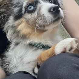 Miniature Australian Shepherd and Toy Australian Shepherd Puppies from Hochatown Awesome Aussies