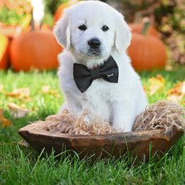 Golden Retriever Puppies from Lovasi Goldens