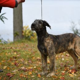 Irish Wolfhound Puppies from Darom Irish Wolfhounds