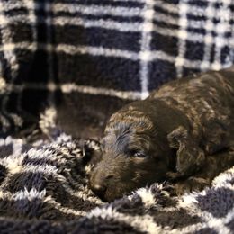 Clyde - Silver male Poodle puppy in Meadowbrook, California from Standard Poodle Pups