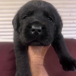 1st Pick Black Male - Black male Labrador Retriever puppy in Louisiana from Fetchmoore’s Labrador Retrievers