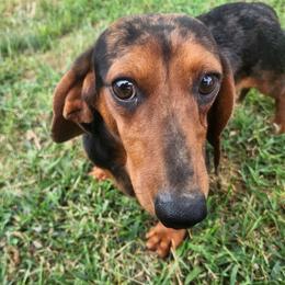 Dachshund All Grown Up from Aimee Cantrell