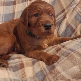Green collar Boy - Mahogany male Irish Setter puppy in East Bloomfield, New York from Down East Setters
