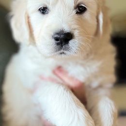 Golden Retriever Puppies from Robinsnest Goldens