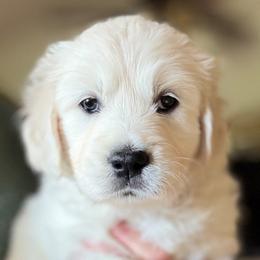 Golden Retriever Puppies from Robinsnest Goldens