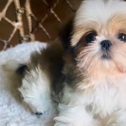 Lucky - Shih Tzu