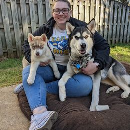 Siberian Husky Puppies from Rocket City Huskies