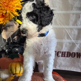 Cannoli (Blue Collar) - Parti male Goldendoodle puppy in Toledo, Ohio from Avery Doodle Day LLC