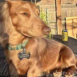 Hopper - Dachshund