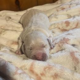 Male Puppy - Light golden male Golden Retriever puppy in Buskirk, New York from MarGold Goldens