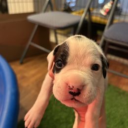 Van Gogh - White male Boxer puppy in Las Vegas, Nevada from Venician Boxers