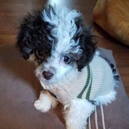 Poodles from Pepper hill poodles