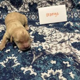 Orange - Golden male Golden Retriever puppy in Wellington, Ohio from R & K Golden Acres LLC