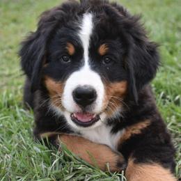 Bernese Mountain Dog Puppies from Purple Sage Puppies Bernese Mountain Dogs