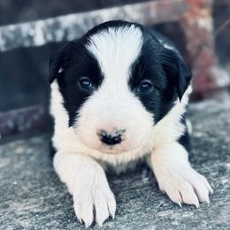 Red - Black and white female Border Collie puppy in Minden, Iowa from Rocking N Registered Border Collies & Labradors