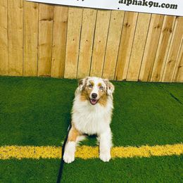 Samba - Red merle female Australian Shepherd puppy in Fountaintown, Indiana from Timber Run Aussies