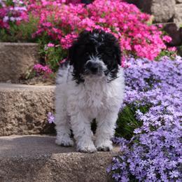 Cafe Girl - Black female Whoodle puppy in West Bend, Iowa from Blue Skies Terriers