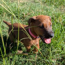 Pink - Red female Irish Terrier puppy in Broadway, North Carolina from Detmore Kennels
