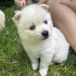 Bobby - White male Pomsky puppy in Coeur D'alene, Idaho from PNW Pomskys