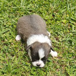 Prince - Blue and white Chihuahua puppy in Gray, Louisiana from Chi Chi's Place LLC