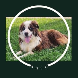 Arlo - Australian Shepherd