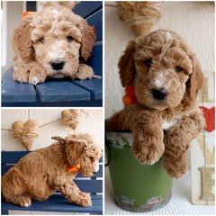 California cream - Cream male Whoodle puppy in Smallett, Missouri from Leshas Whoodles