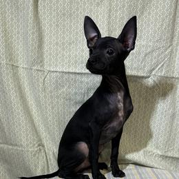 Vader - Black male Chihuahua puppy in Bell, Florida from BellCrist Aussies