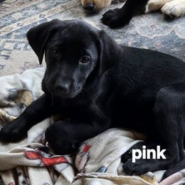Pink Collar - Black female Labrador Retriever puppy in Lenore, Idaho from Sunny Skies Retrievers