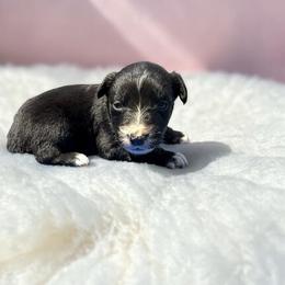 Etta - Black tri-color female Australian Shepherd puppy in Statesville, North Carolina from Charming Australian Shepherds